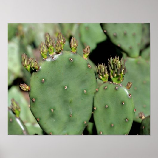 Prickly Pear Cactus Poster (Voorkant)