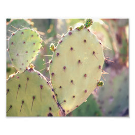 Prickly Pear Closeup | Fotoafdrukken Foto Afdruk