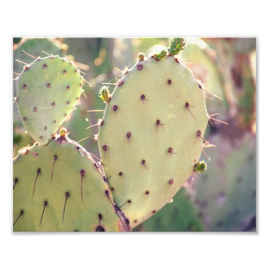 Prickly Pear Closeup | Fotoafdrukken Foto Afdruk (Voorkant)