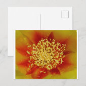 Prickly Pear Flower Briefkaart (Voorkant / Achterkant)