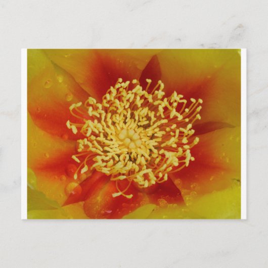 Prickly Pear Flower Briefkaart (Voorkant)