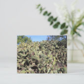 Prickly Pear Gifts Briefkaart (Staand voorkant)