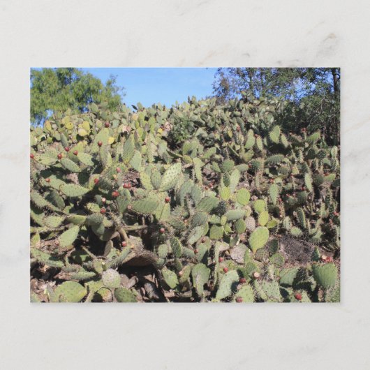 Prickly Pear Gifts Briefkaart (Voorkant)