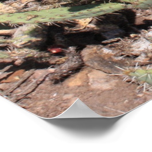 Prickly Pear Gifts Poster (Hoek)