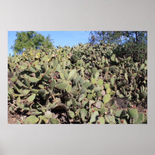 Prickly Pear Gifts Poster (Voorkant)