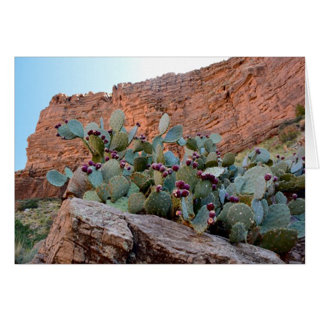 Prickly Pear in Grand Canyon (Voorkant Horizontaal)