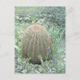 Prickly Pink Petals Cactus Arizona Foto Briefkaart