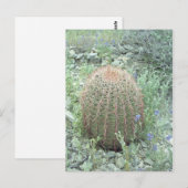 Prickly Pink Petals Cactus Arizona Foto Briefkaart (Voorkant / Achterkant)