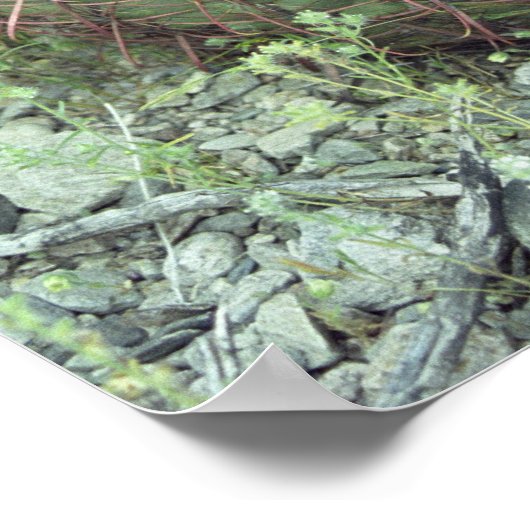 Prickly Pink Petals Cactus Desert Art Print Poster (Hoek)