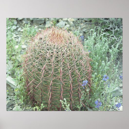 Prickly Pink Petals Cactus Desert Photo Poster (Voorkant)