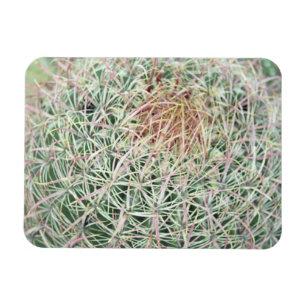 Prickly Pink Swirl Cactus Decorative Fridge Magnet Magneet