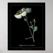 Prickly Poppy Botanical Art-afdrukken Poster (Voorkant)