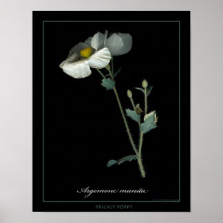 Prickly Poppy Botanical Art-afdrukken Poster