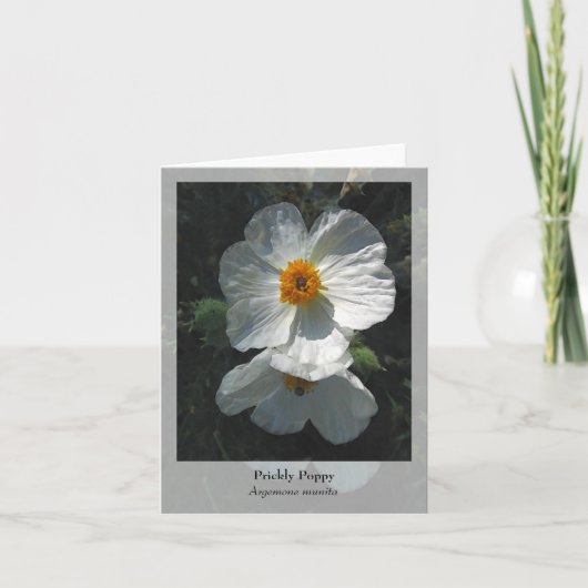 Prickly Poppy - Native Notecard Kaart (Voorkant)