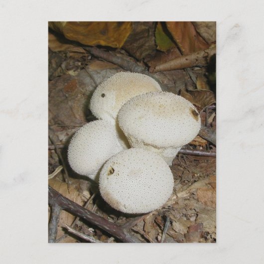 Prickly Puffs Mushroom Briefkaart (Voorkant)