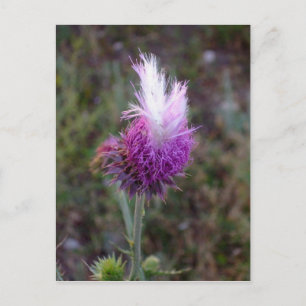 Prickly Punk Briefkaart