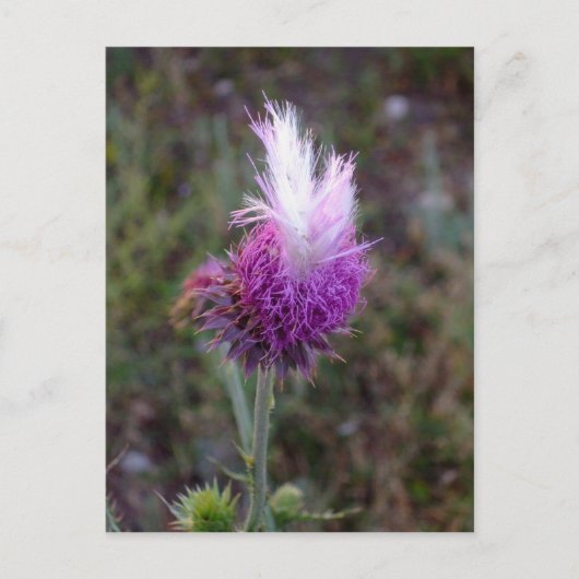 Prickly Punk Briefkaart (Voorkant)