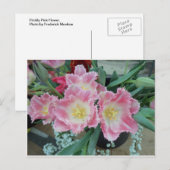 Prickly roze ventilator briefkaart (Voorkant / Achterkant)