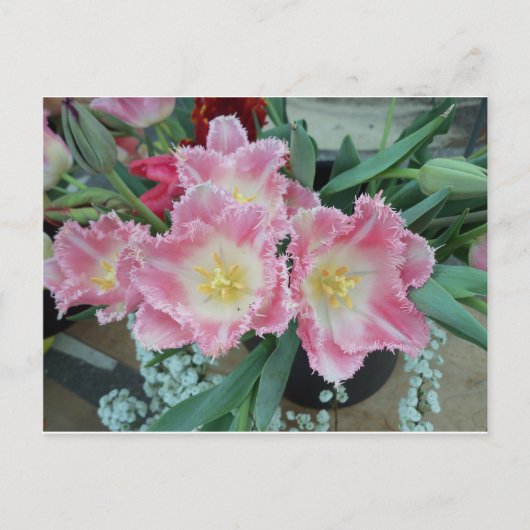 Prickly roze ventilator briefkaart (Voorkant)
