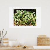 Prickpercactus Poster (Keuken)