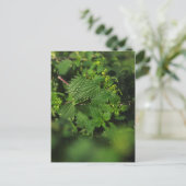 Prickus stekelnetel briefkaart (Staand voorkant)