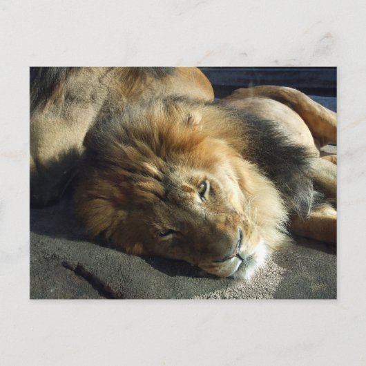 Pride Briefkaart (Voorkant)