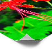 Pride of Barbados Canvasprint met spanframe Poster (Hoek)