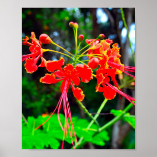 Pride of Barbados Canvasprint met spanframe Poster