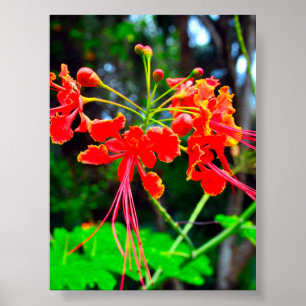 Pride of Barbados Canvasprint Poster