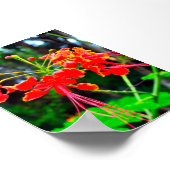 Pride of Barbados Canvasprint Poster (Hoek)