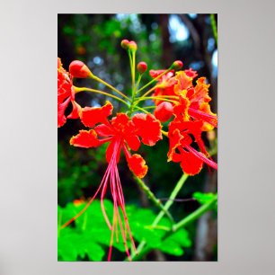 Pride of Barbados Canvasprint Poster