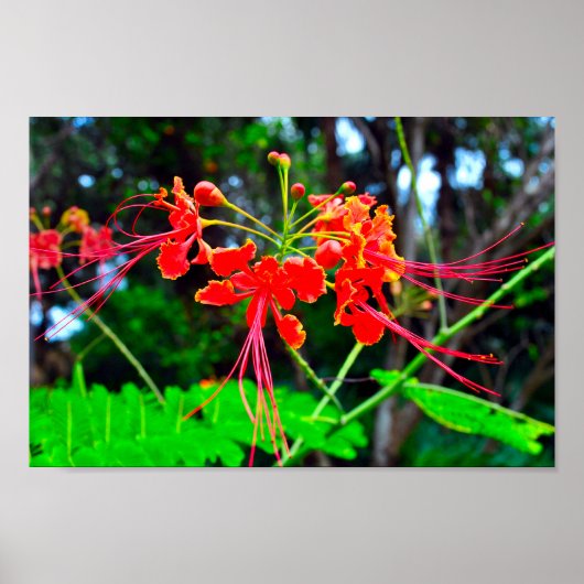 Pride of Barbados Canvasprint Poster (Voorkant)