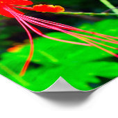 Pride of Barbados Canvasprint Poster (Hoek)