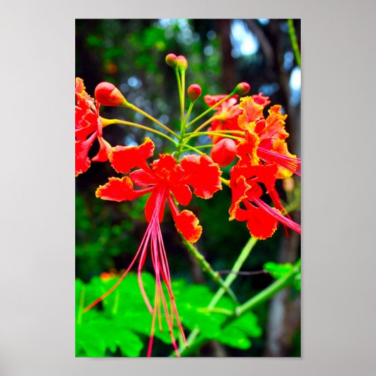 Pride of Barbados Canvasprint Poster (Voorkant)