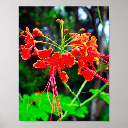 Pride of Barbados Canvasprint Poster (Voorkant)