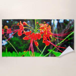 Pride of Barbados   Strandlaken