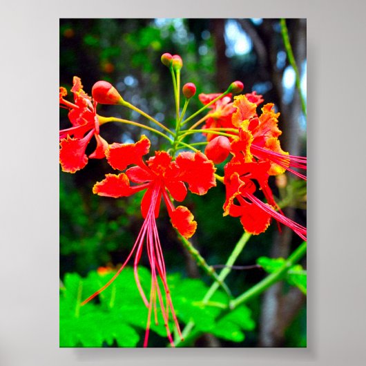 Pride of Barbados Stretched Canvas Print (Voorkant)