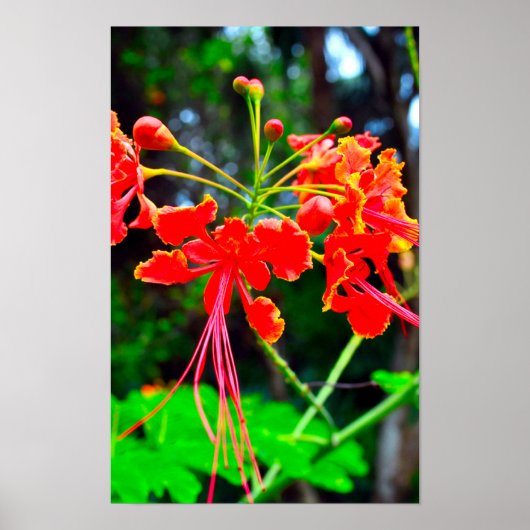 Pride of Barbados Stretched Canvas Print (Voorkant)