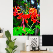 Pride of Barbados Stretched Canvas Print (Thuiskantoor)