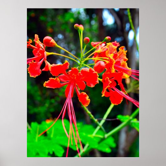 Pride of Barbados Stretched Canvas Print (Voorkant)