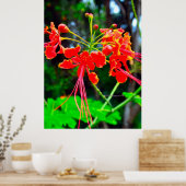 Pride of Barbados Stretched Canvas Print (Keuken)