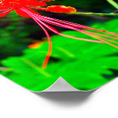 Pride of Barbados Stretched Canvas Print (Hoek)