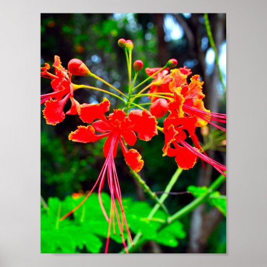 Pride of Barbados Stretched Canvas Print (Voorkant)