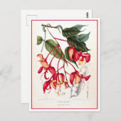 Pride of Burma Orchid Tree Illustratie Briefkaart (Voorkant / Achterkant)