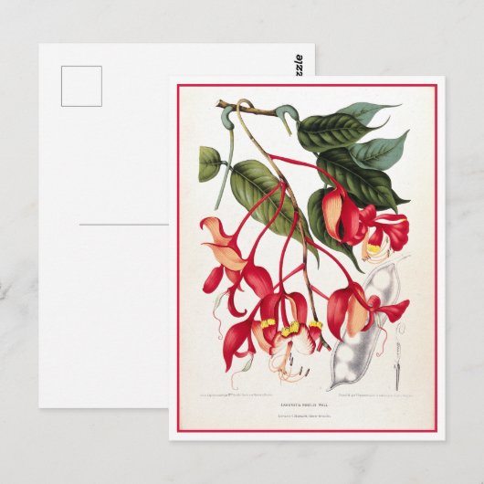 Pride of Burma Orchid Tree Illustratie Briefkaart (Voorkant / Achterkant)