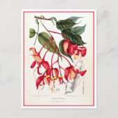 Pride of Burma Orchid Tree Illustratie Briefkaart (Voorkant)