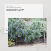 Pride van het briefkaart Madeira (Voorkant / Achterkant)