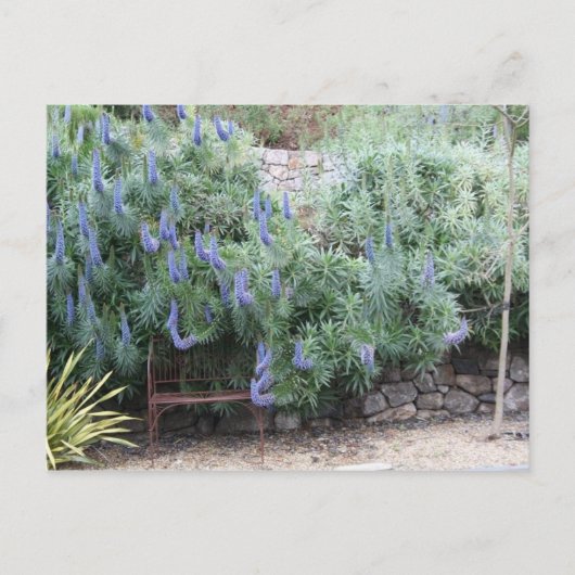 Pride van het briefkaart Madeira (Voorkant)