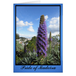 Pride van Madeira Flower