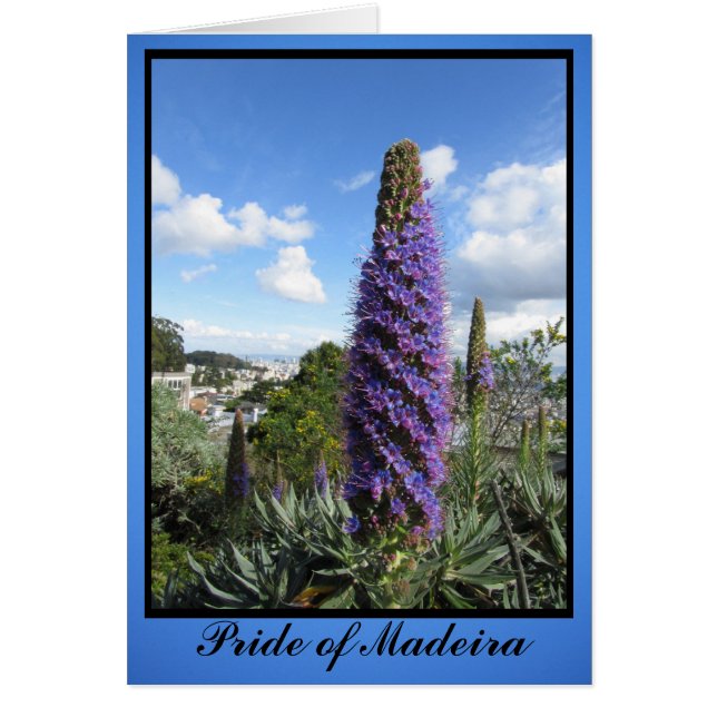 Pride van Madeira Flower (Voorkant)